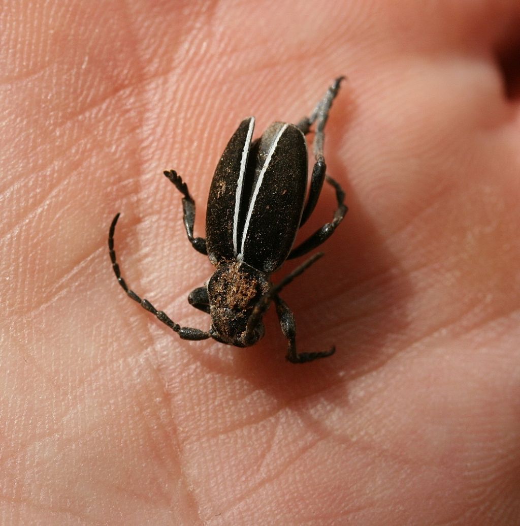 Dorcadion sp. (?)